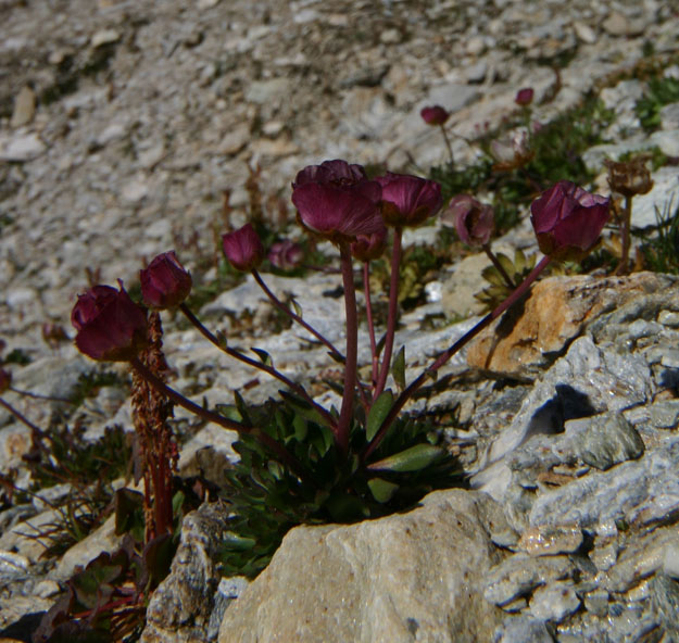Ranunculs glacialis e R. bilobus